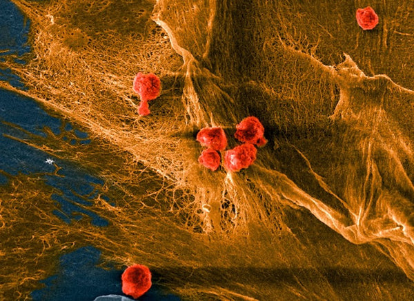 Cornell University Develops New Biocomposite Material to Lay the Foundation for 3d Printing Human Bionic Skin