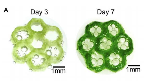 Harvard Scientists Develop Algae Bioink to Improve Viability of Bio-3d Printed Tissues